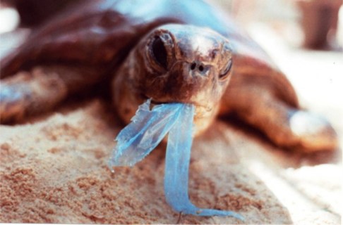 a-turtle-at-the-mercy-of-a-plastic-carrier-bag1